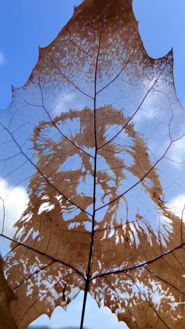 Be fearless! Roar on!⛰️#LeafArt #NatureArt #ArtFromNature #EcoArt #BotanicalArt#NaturePoetry #InspiredByNature #MindfulMoments #lion