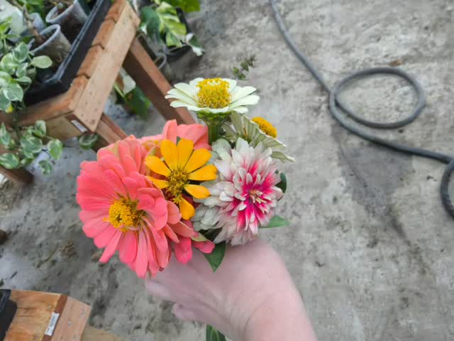 These are absolutley gorgeous and such a way to brighten the day 🥹 I love having the option to just plant something I want no matter what time of year it is ! Zinnas are so underrated!
I literally only grew these because they are my best friends favorite. Can't wait to bring her some.
#thehenandthechick #smallbusiness #smallfarm #greenhouse #plants #plantsofinstagram #flowers #zinna