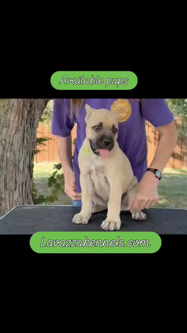 #canecorso #canecorsoofinstagram #canecorsofans #canecorsolife #canecorsolover #canecorsopuppy #canecorsoloversofinstagram #canecorsoitaliano #canecorsokennel #availablepuppies #canecorsopuppies #dogsofinstagram #rehoming #doglife #akcgrandchampion #dogoftheday #doggo #doggram #doggyeyes #cuteanimals #cutedogs #dogloversofinstagram #dogkennel #dogbreeder #akcshowdog #akcchampion #AKCshow #AKC