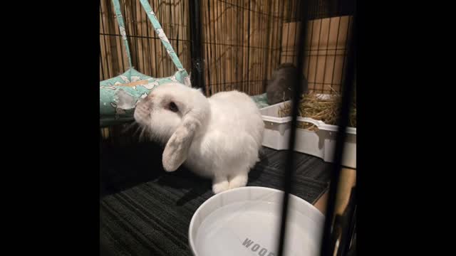 Lola and Snuggles enjoying their
favorite bunny hotel!! Beautiful ๐
#thecoolbunnysitters #rabbitsitting #petsitting #bunny #bunnylovers #petcareservices #petcare