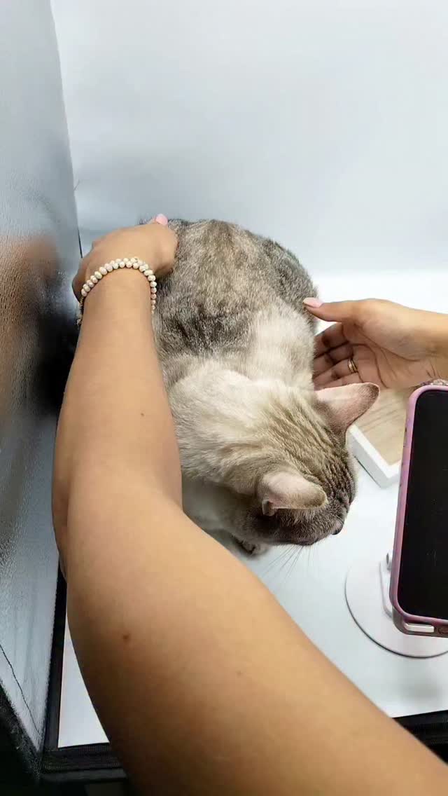 Buon Sabato sera a tutte belle donne!! 😍❤️😍❤️ È impossibile lavorare con degli assistenti così indisciplinati!! 😱🐈⬛😊🐈⬛