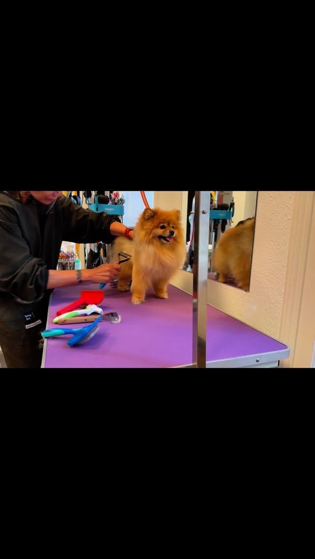 #grooming #hundesalon #luzern #grooming_luzern #hundesalonluzern #maltese #bolonka #bolonka #schweiz #corgi #spitz #zwergspitz #pameranian
