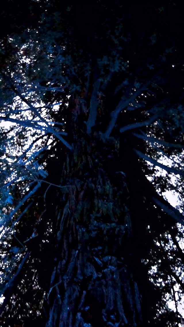 Wow has it been a week already?! Here’s a some highlights from Humgrown Music Fest 2025!!