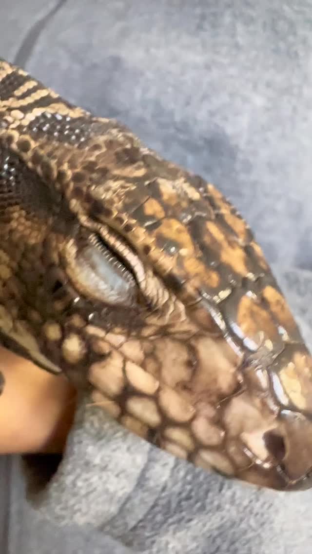 Der schwarz-weiße Teju „Teo“ wurde in hochgradig kachektischem Zustand stationär aufgenommen. Unter kontrollierten Bedingungen entwickelte er jedoch rasch einen deutlichen Appetit und nimmt seither zuverlässig Futter auf.
#teju #schwarzweisserteju #salvatormerianae #vet #exoticpet #exoticpetvet #reptilelover