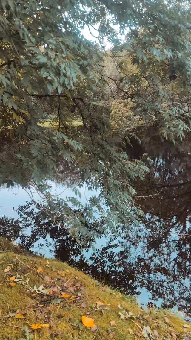 Autumn feels just around the corner. I love this tree by the lake. It's always the first to change its colour and that's when I know that autumn is nearly here 🍁
.
.
.
#lowerwillsworthy #autumn #dartmoorholidaycottage #holidaycottagesuk #escapetothecountry #holidaycottagesuk #vistdartmoor #cottageholidays #escapetothecottage #selfcateringaccommodation