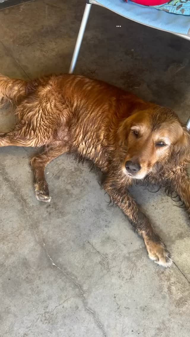 After you wash your dog, they always love rolling in the mud 🤪🤪🤪🤔🤔