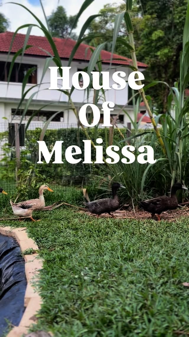 Just another day at the House of Melissa, quack quack 🦆🦆