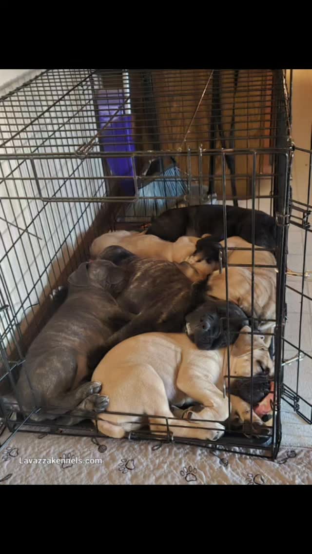 #canecorso #canecorsoofinstagram #canecorsofans #canecorsolife #canecorsolover #canecorsopuppy #canecorsoloversofinstagram #canecorsoitaliano #canecorsokennel #availablepuppies #canecorsopuppies #dogsofinstagram #rehoming #doglife #akcgrandchampion #dogoftheday #doggo #doggram #doggyeyes #cuteanimals #cutedogs #dogloversofinstagram #dogkennel #dogbreeder #akcshowdog #akcchampion #AKCshow #AKC