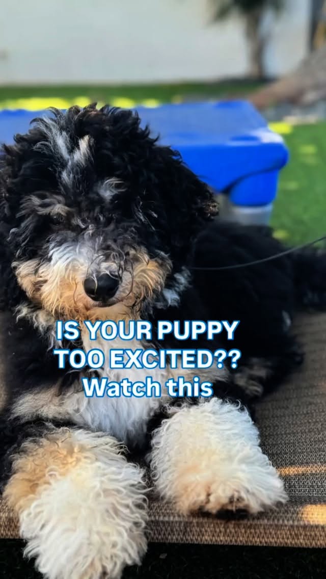 #puppy preschool magic!
Impulse control + engagement = the foundation for a happy, well-mannered pup Big kudos to Monty for being such a star student in our Puppy Preschool classes 💛 Ready to set your pup up for success? Come join us!