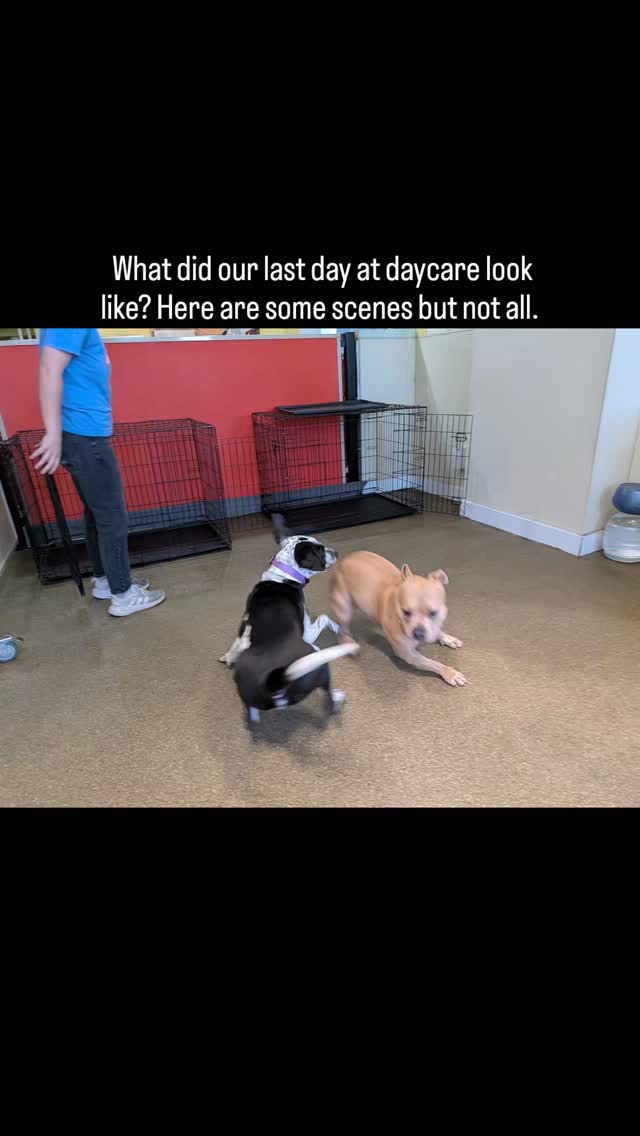 Wish I could post all the photos! We have so many good ones. 8 years and 800 dogs, THANK YOU to our amazing community for all the years. We've grown so much and we are looking forward to the next part of our journey with @phillyunleashed for Philly Unleashed University Day School Dog Training!