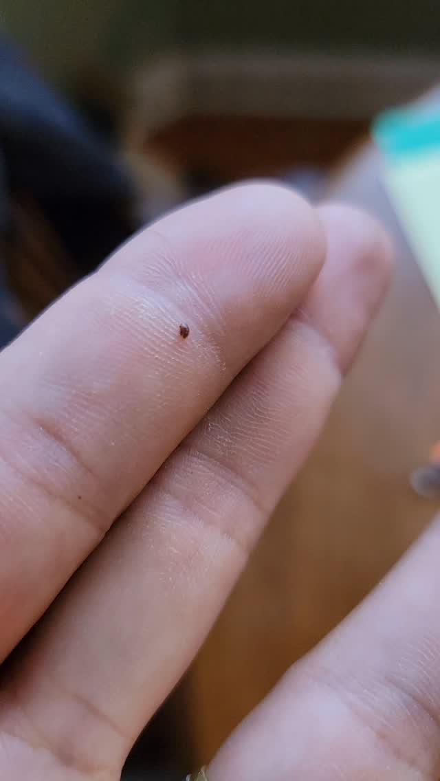 Hope you all have low mite counts!!!