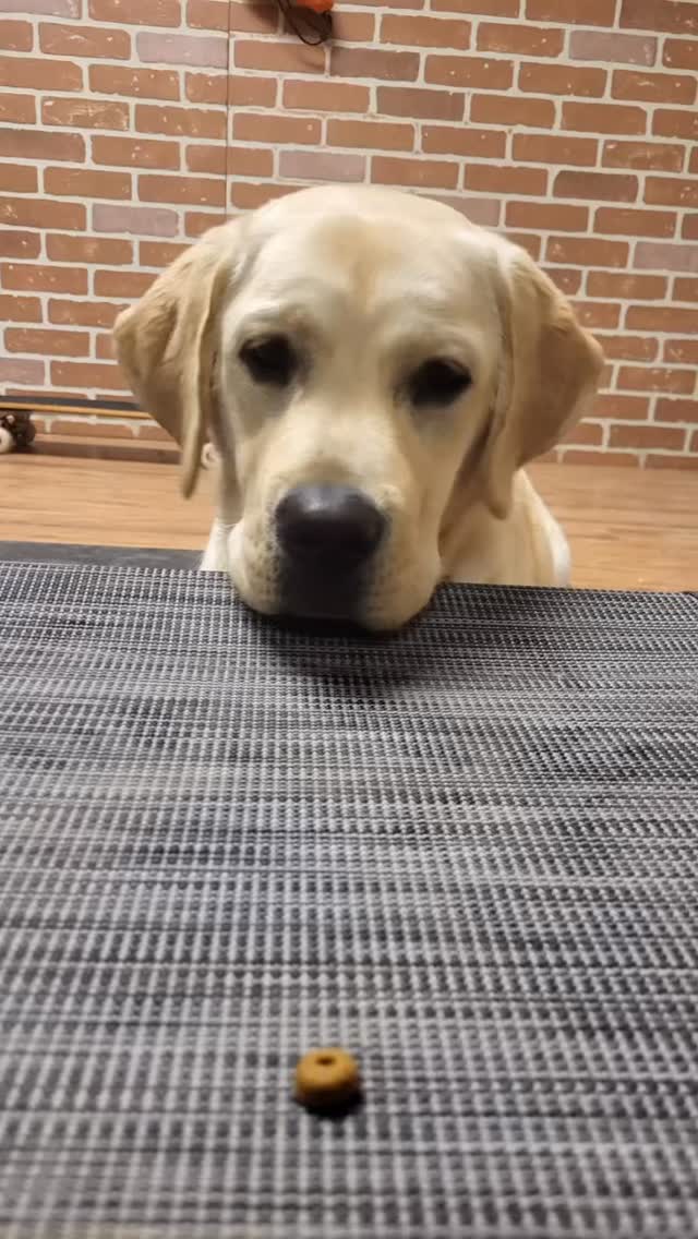 Lucy learning to leave one piece of kibble is a heart break and a half.
How can life be so hard for 7 month old Yellow Lab Lucy, also known as Lucifer.
Hyper to calm board and train program in effect!
#DogsOfIG #DailyDog #DogTraining #DogTrainer #DogFeatures #PuppyTraining #DogBehavior #DogLovers #DogLife #DogsOfInstagram #InstaDog #DogStagram #Pupstagram DogTrainingCommunity #BoardAndTrainProgram #BoardAndTrainExperience #AbbotsfordDogBoardAndTrain #AbbotsfordDogBoardAndTrain #CareyTrainsMeDogBoardAndTrain #CareyTrainsMeSuccessStories