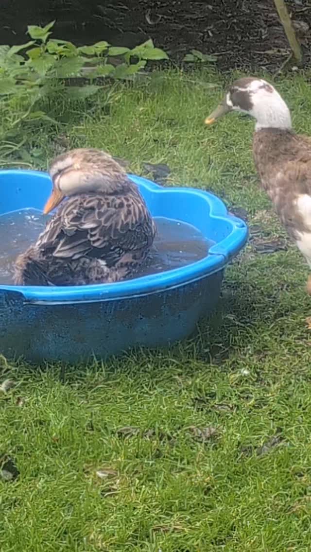 Saturday splash time 💦 We very rarely see Thelma in the bath, let alone Thelma and Louise together 🥰
.
.
.
#lowerwillsworthy #ducksofinstagram🐣 #appleyardducks #runnerduck #cute #animallovers❤️ #saturday #dartmoorholidaycottage #holidaycottagesuk #escapetothecountry #vistdartmoor #cottageholidays #cottageholidays #selfcateringaccommodation #countrylife #devonlife
