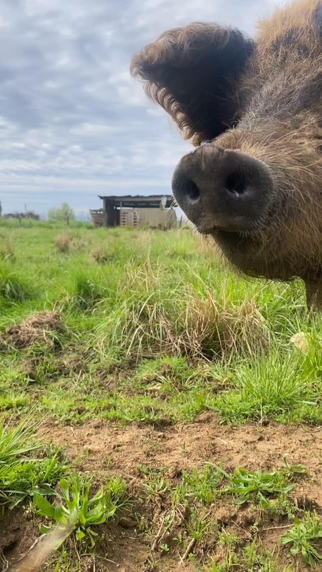 Lady Tamara proudly presents her four new piglets!
Only a week old, these playful little spring arrivals are ready to delight our campers this summer at Camp Mákemáke.
Come meet them, explore life on the farm, and enjoy a season full of fun and new experiences. Spots are limited—register through the link in our bio!
#CampMakemake #SummerCampChile #PigletsOfSpring #FarmLifeFun #NatureAndKids #UnforgettableSummer #CampAdventure #piglets #chanchitos #chanchos #campamentodeveranochile