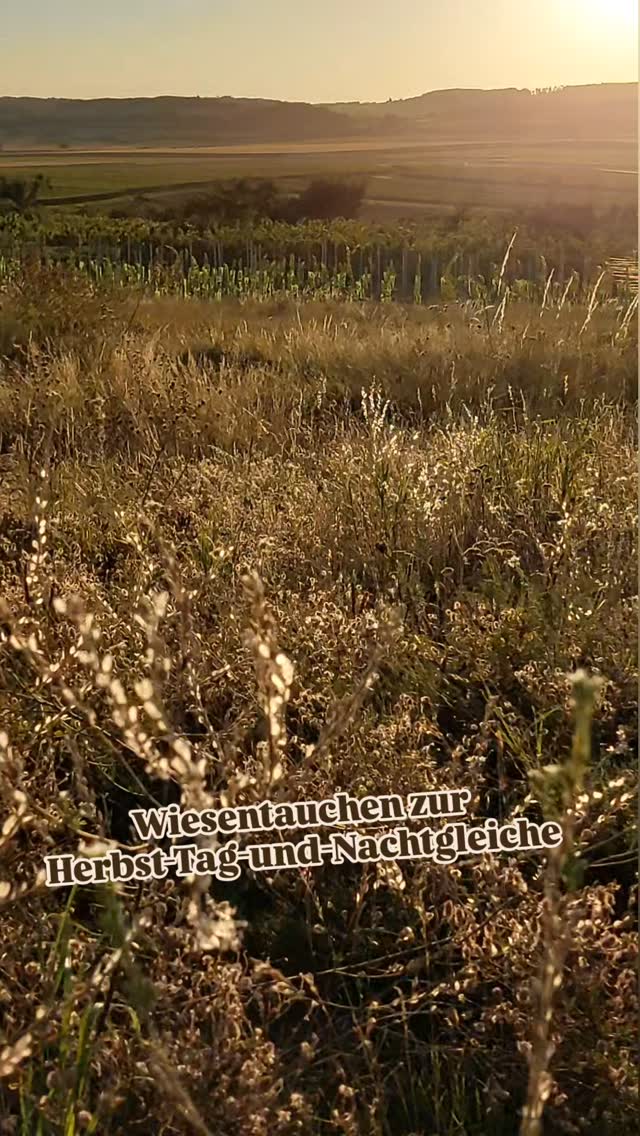 Wiesentauchen am Wartberg in Nö.
Zum Sonnenuntergang.
Zur Herbst-Tagund-Nachtgleiche.🌞🌑
Hier gibt es noch kleine Bereiche eines Silikat-Trockenrasens. 🥰🥰
Ein wunderbarer Kraftort und immer wieder spannend in die Wiesenwelt hier einzutauchen.🤿🌾🌱🌼
Zum Ort... es ist ein ganz Besonderer!
⛰️ Du siehst hinunter in ein Becken dass sich vor den Erhebungen eines sehr alten Gebirges... der Böhmischen Masse... (hier beginnt das Waldviertel und endet das Weinviertel) ausstreckt. Das Gebirge ist heute schon natürlich abgetragen. Es ist in der Landschaft aber noch durch den Anstieg erkennbar.
Schon im Neolitikum wurde der Ort hier besiedelt.
⛪️ Es ist ein Kraftort auf dem auch eine Kirche sehr prominent platziert wurde. Und am Weg von hier bis nach Eggenburg finden sich noch weitere besondere Kraftplätze wie die Feenhaube. (Kogelstein)
🧐 Die Kogelsteine sind Überreste des Granitmassivs, die stehen geblieben sind. Auch der Tockenrasen befindet sich auf einem solchen Gesteinsrest in der Landschaft.
#wartberg #trockenrasen #wiesentauchen #verenas_pflanzentanz #pflanzentanzen #pflanzenbegegnungen #grafenberg
#wildblumen #wildstauden #pflanzplanungwien #niederösterreich #wiesenlandschaft #naturlust #Naturerlebnisse #naturgenießenmachtglücklich #naturgenießen🌲🌳🌱