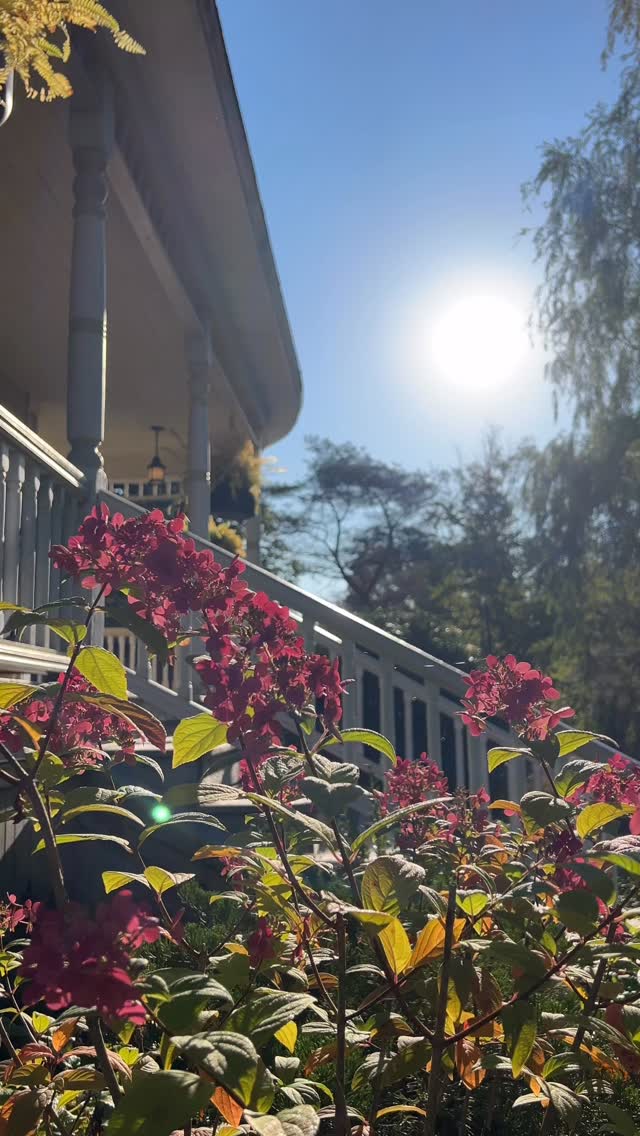 Get away from it all at Willow Vale 🌳🐓🌿
.
.
.
#trees #chickens #historic #house #veranda #garden #sauna #suites #hottub #fall #autumn #novascotia #canada #love #stay
