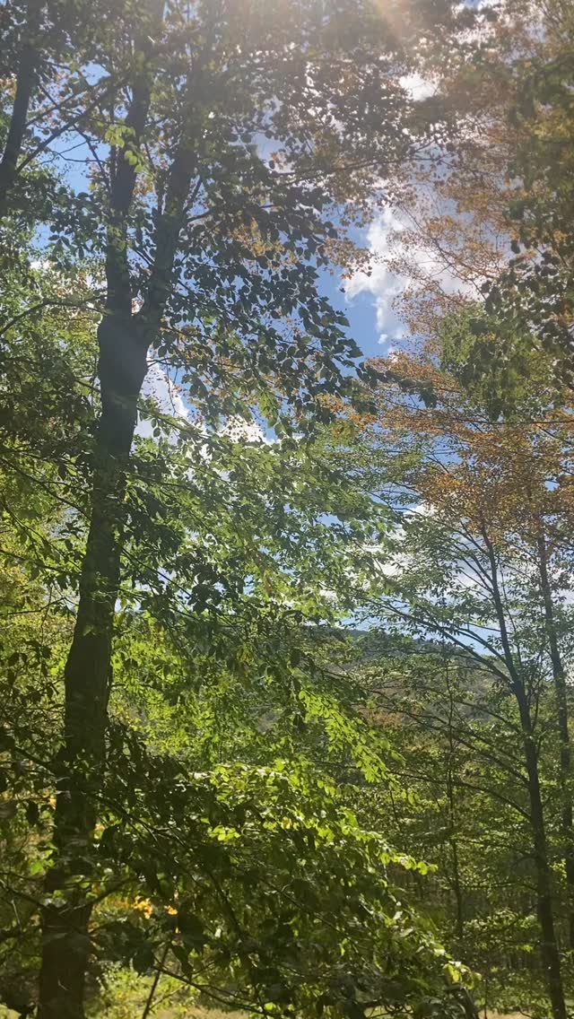 The beautiful season of early autumn has arrived here.
#catskillmountains #ny #honzohaven