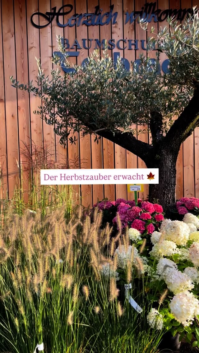 Ein paar spätsommerliche Eindrücke aus dem Verkauf und aus der Baumschule für Euch.
Kommt vorbei und genießt die Farbenvielfalt des Herbst.
💡Im Herbst ist übrigens die beste Pflanzzeit. Demnächst haben wir dann auch wieder Ballenware und am November auch wieder wurzelnackte Ware für Euch vorrätig.
Wir freuen uns auf Euren Besuch!
#baumschule #baumschulenterbrack #boomkwekerij #herbstzauber #stauden #herbststimmung #gehölze #hortensien #lavendel #sonnenblumen #gärtnerei #pflanzencenter #gartencenter #ausbildung #pflanzen