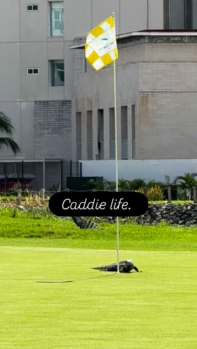 The caddies definitely have started looking older @puertocancun.golfclub #golf #reptile #iguana #mexico #caddy #gllfcaddy