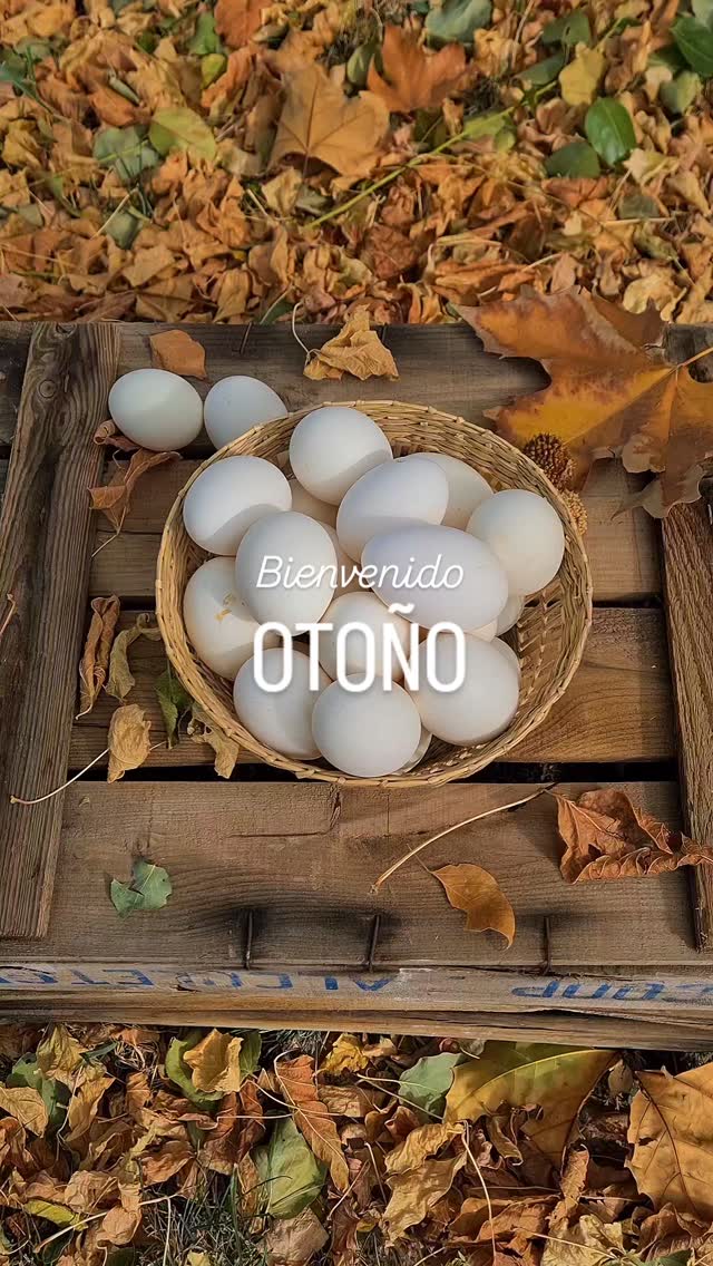 ¡Bienvenido Otoño! 🍂
Te estábamos esperando con ganas.
¿A alguien más le encanta el Otoño?
Los dintintos tonos de las hojas, el color de la luz... 🥰