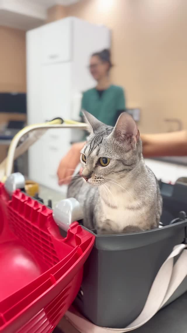 Wenn du als hochträchtige Katze zur Kontrolle in die Praxis kommst und die Tierärzte, TFAs und Praktikanten mit den Besitzern Wetten über die Anzahl der Welpen abschließen… @katzenzucht_vom_kuschelreich