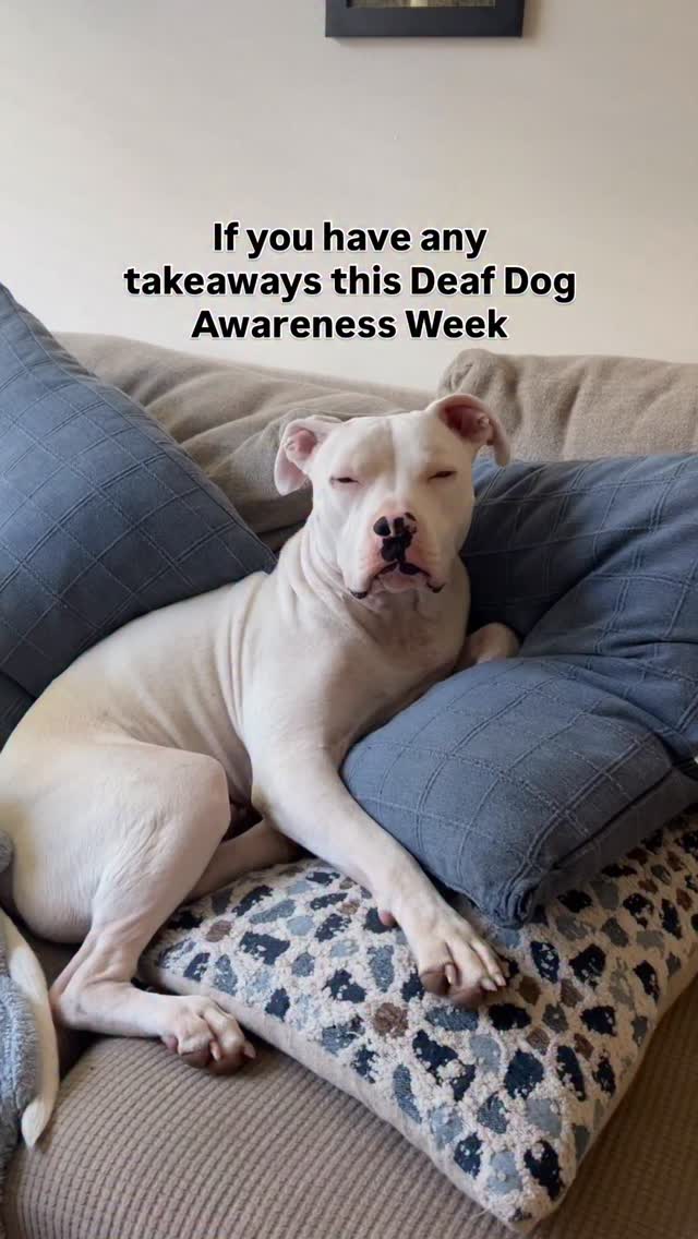 Deaf dogs are truly special. Being Murphyās mom has taught me so much. Like how to train a deafie, how to slow down and be a little more patient, and how to appreciate the unique gifts that make these dogs extra special. Please donāt overlook them, they deserve just as much love.
#deafdogawarenessweek #deafdog #deafpittie #specialneedsdog