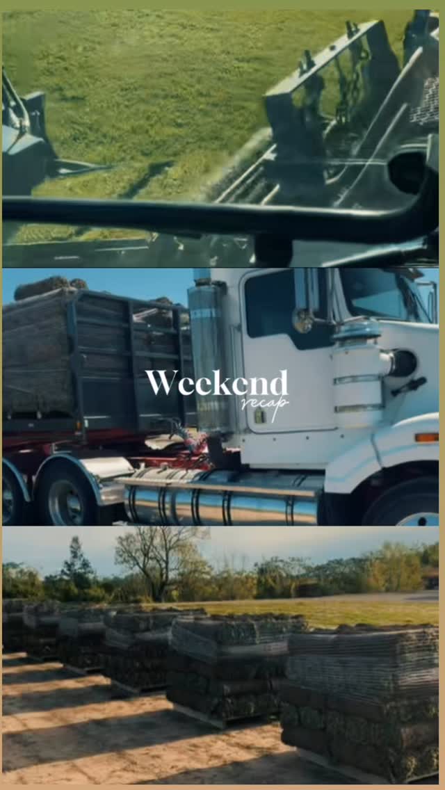 The warmer weather has arrived 🌞 🍃Beautiful days are keeping us extra busy out on the turf farm and we wouldn’t have it any other way! 💪🚜 #turflife #farmdays #busyseason #awesometurf #sydneyturf #turfsupplies