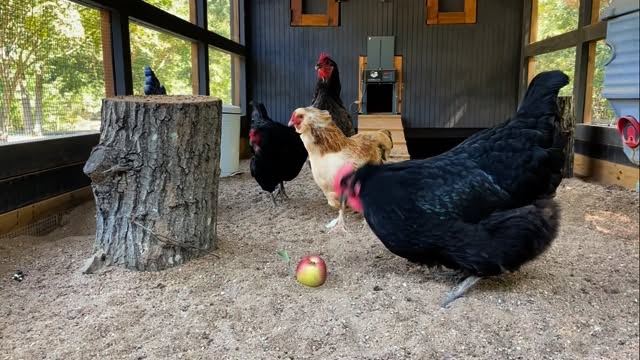 My chickens are reaping the rewards of apple picking season. 🍎 🐓
Friendly reminder that gentle nutrition doesn’t have to be complicated. It can be as simple as adding a seasonal fruit you enjoy.
