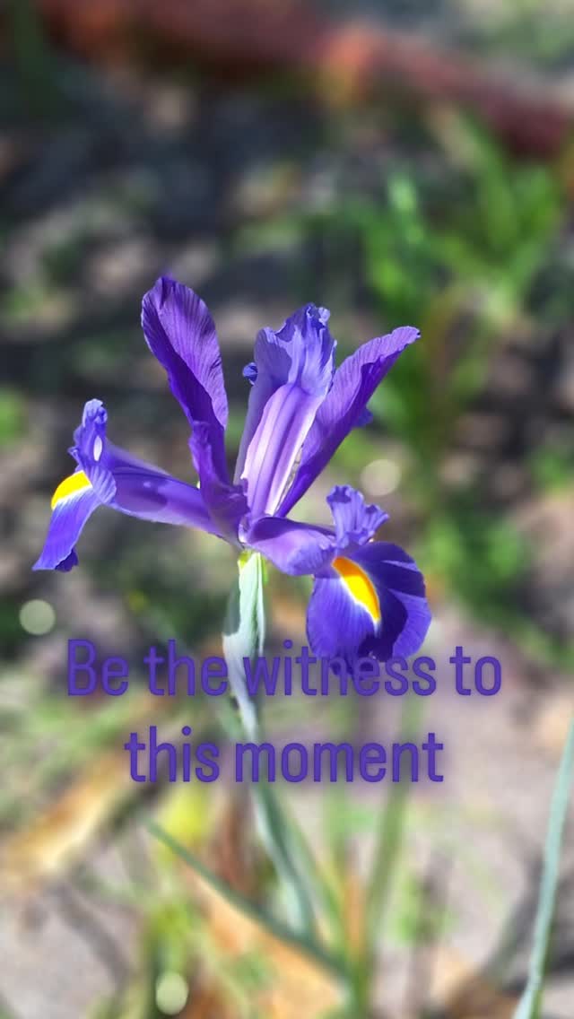 When you stop trying to control, you start to see:
Life unfolds perfectly when witnessed, not managed
The flower doesn't strive, it doesn't use force... it simply is.
What if you gave yourself permission to do the same, just for this moment?