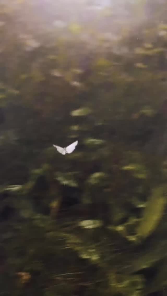 SOUND BATH OKTOBER
Es gibt nur eine Stunde Sound im Oktober - you better book your relaxation spot😉
Freitag 10.10. // 18.30h
Entweder auf Eversports oder du schreibst mir eine Nachricht
Ich freu mich auf dich 🤍🫧