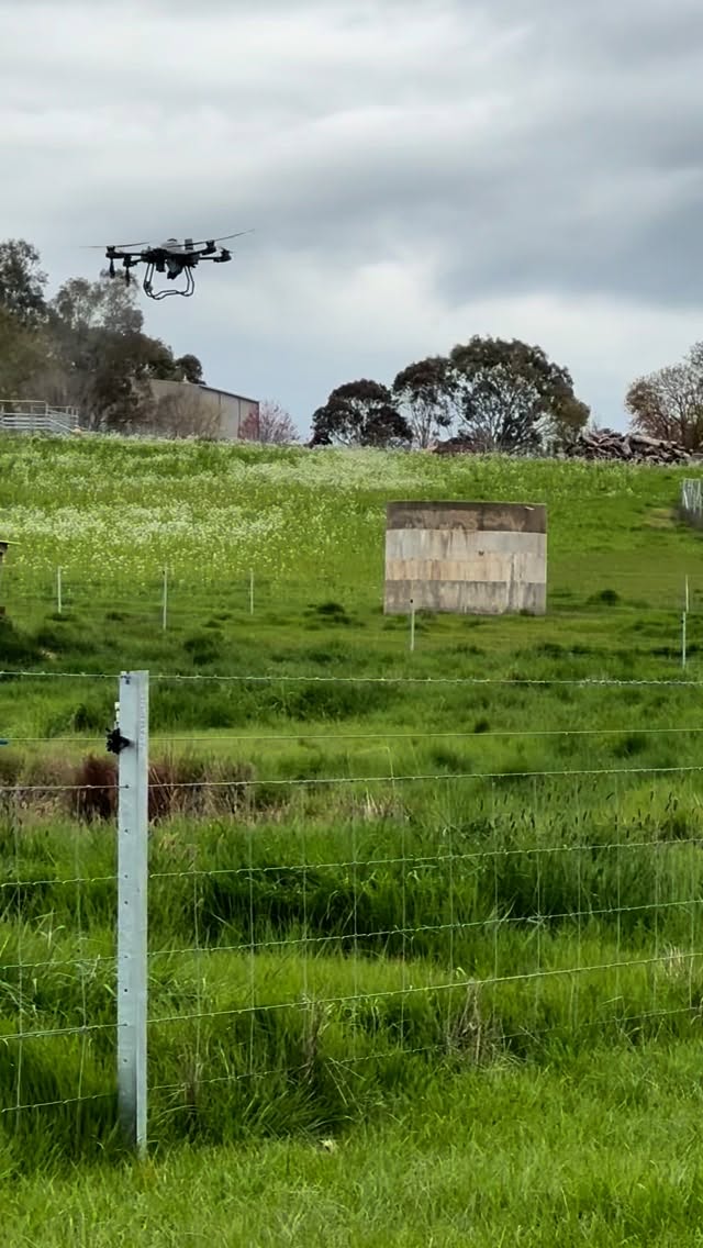Spring foliar application of NutriSoil to summer cover crops we sowed from Down Under Covers. Bringing conventional cropping land back to regenerative perennial pastures @nutrisoilbiologicalsolution