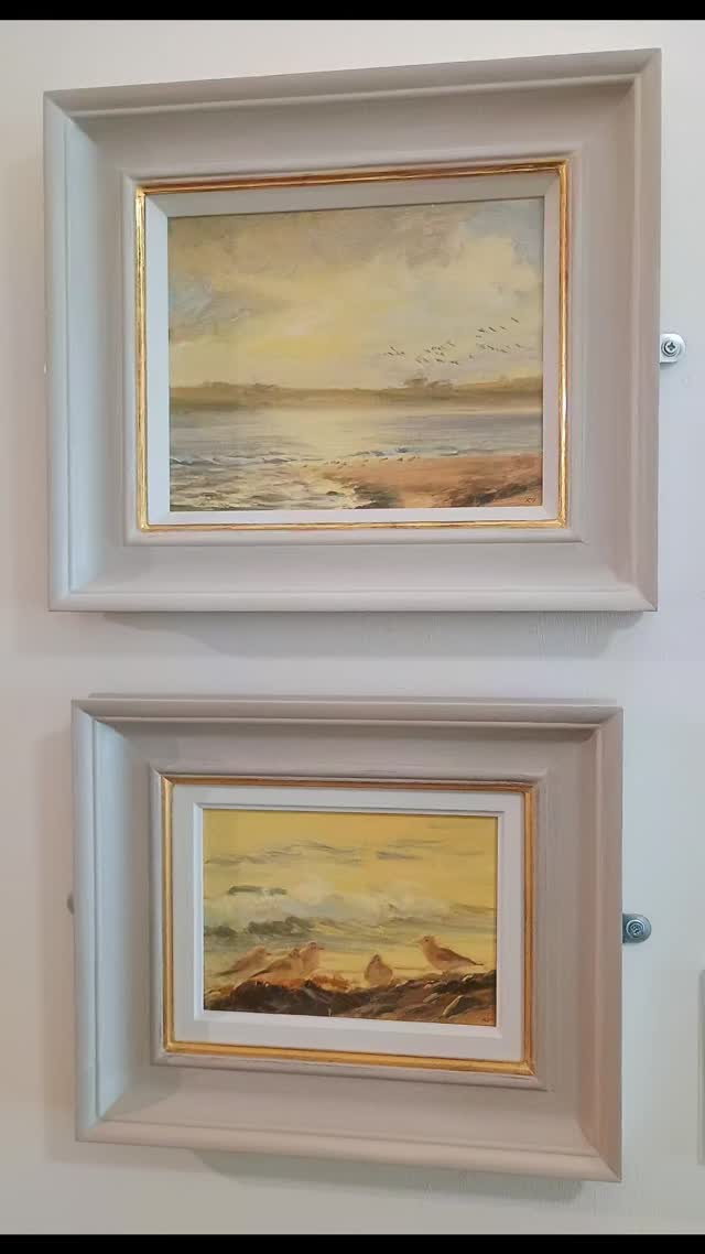 Golden plover flock at Cemlyn, captured last autumn and now on display @orielynysmon until October 12th.
I really enjoyed painting the Golden Plovers in their beautiful winter plumage. Seeing them take to the air at high tide in their closely formed flocks as they flashed their golden wings was stunning.