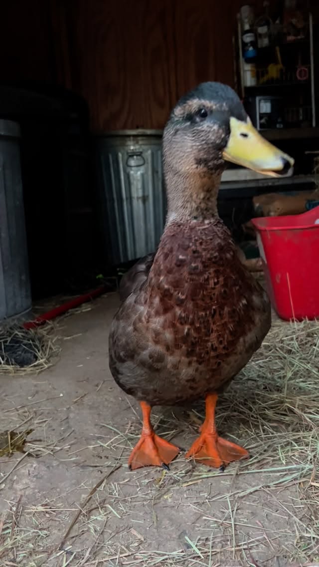 Polar opposite personalities.
#dogsofinstagram #ducksofinstagram #bestfriend #dog #duck