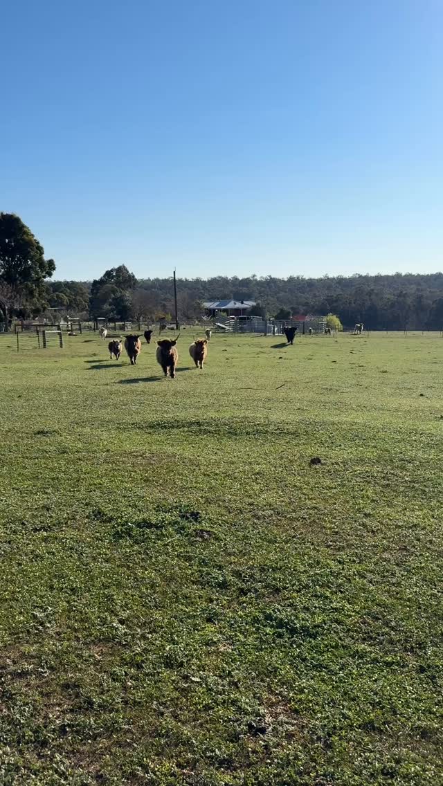 The warm weather not putting these highland cows off a little jog for some tasty treats! 🐮
#wildinourheart #farmstay #farmstays #westernaustralia #highlandcattle #highlandcow #fyp