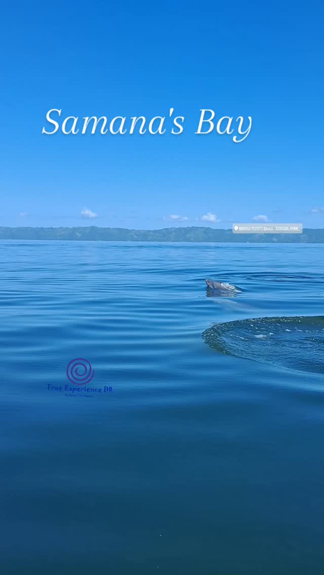 Are you ready for Samana? Get prepared and visit the most beautiful carribean place.
#dauphins #dolphins #Samana #LasTerrenas #BahiaSamana #dominicanrepublic #lucurylifestyle