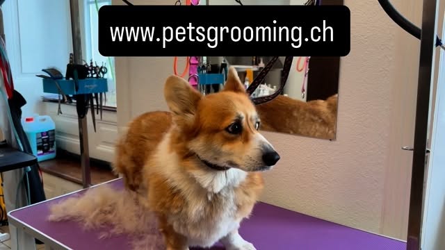 #grooming #hundesalon #luzern #grooming_luzern #hundesalonluzern #pudel #unterwolle #unterwolleentfernen #corgi