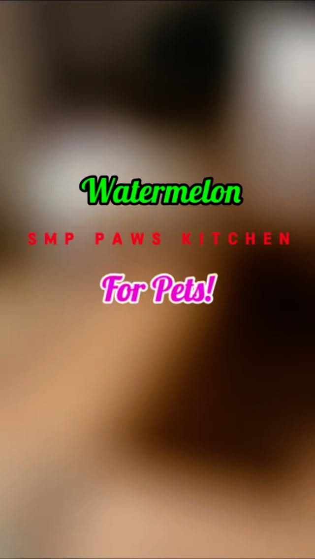 When your pooch thinks watermelon is the fruit of the gods! 🍉🐶 Watch out, melon thieves on the loose! 😂
#WatermelonBandit #DogDays #PoodlePirate #PetHumor #SummerSnacks #FurryFun #mentalenrichmentfordogs #braingamesfordogs #drainthebrain #dogtrainingadvice #seniordogsofinstagram❤️ #adventureswithdogs