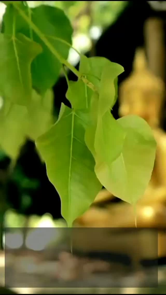 thesilntbuddha.lv
#instaquotes #quotesdaily #quotescommunity #wordsoftheworld #qotd #quotelovers #quotesgram #thoughtsbecomethings #quotes #quoteoftheday #lifequotes #wisewords #wordporn #deepquotes #motivationalquotes #quotestagram #positivity #inspiration #luxuryvacations