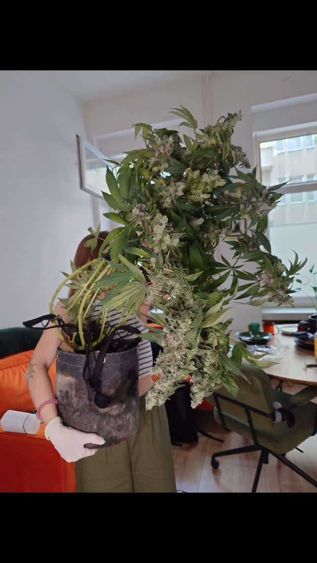 Last photo is unreal 🙌🏻 Harvest time for many
769g
Thank you so much to our customer who wants to remain anonymous for obvious reasons.
@KushKiez
#pflanzen #kushkiez #kush #germany #homegrown #berlin #420 #kiez #harvest #flower