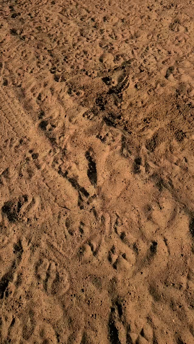 Wildlife Awareness and Predator Safety training! It is a must-have and well worth your time. 29 Nov. 2025. #outdooreducation #preparedness #landbased #corporatetraining #jordansprinciple #