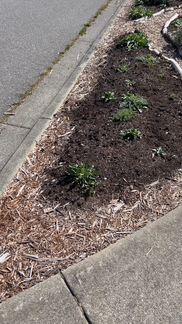 The first year for new plants can be tough...especially with our hot, dry summers on Vancouver Island! 🥵
We've made it through the worst though and cooler temperatures and Fall rains are on their way. 🌧️
Here is a list of some standout drought-resistant native plants. If they can survive in this exposed boulevard site, they should do well in your garden too! ⬇️
💧Self Heal
💧Pearly Everlasting
💧Yarrow
💧Entire-leaved Gumweed
💧Woolly Sunflower