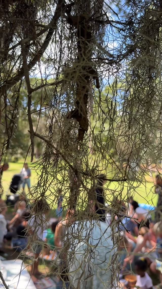 Welcome friends, come gather near
I’m so happy that you’re here
The sun above
The earth below
It’s time to start our day at SOL
Hands to the sky, feet on the ground
Hearts wide open all around
Breathe in deep
Let it go
Let’s start our day at SOL ☀️🌿
#solcommunity #natureschool
#revolutionizingeducation #buildingthevillage