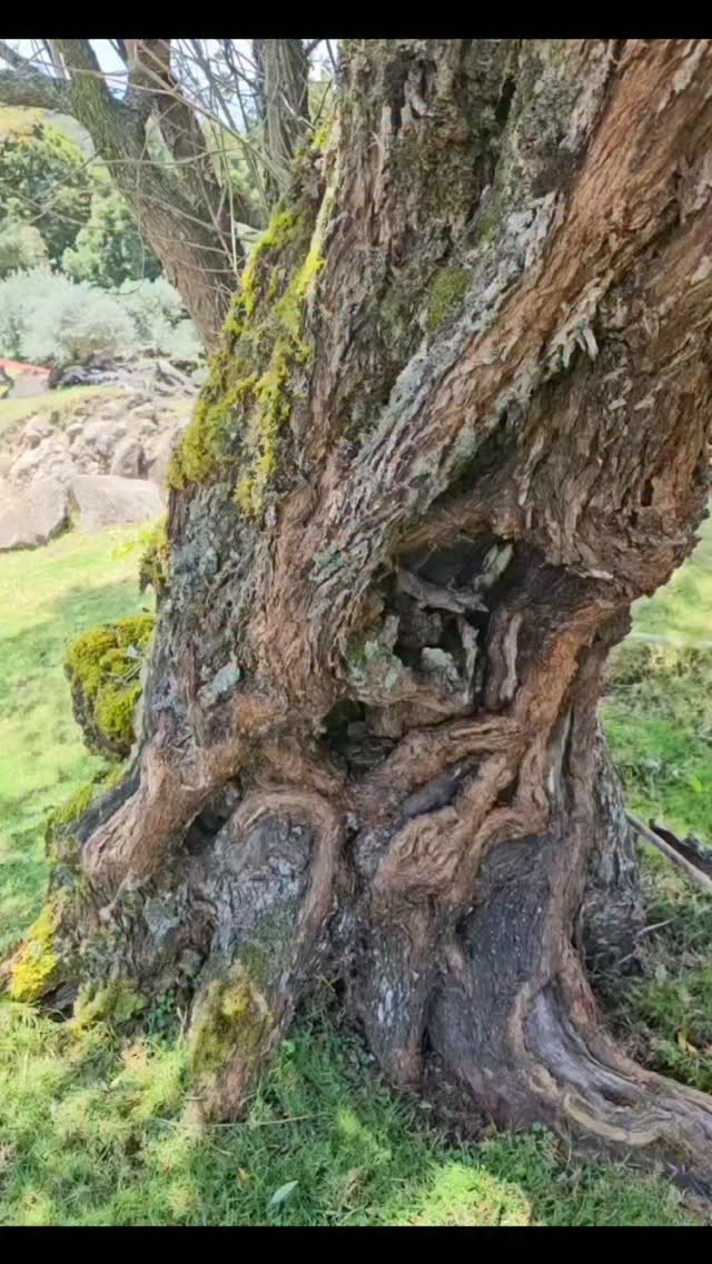 Vive un tour lleno de magia, rodeado de paisajes encantadores, donde podrás conectar con la naturaleza y disfrutar la compañía de tiernos y adorables animalitos. 💚🐑🌿
Detalles y reservas al
📲6920-0420 📌
