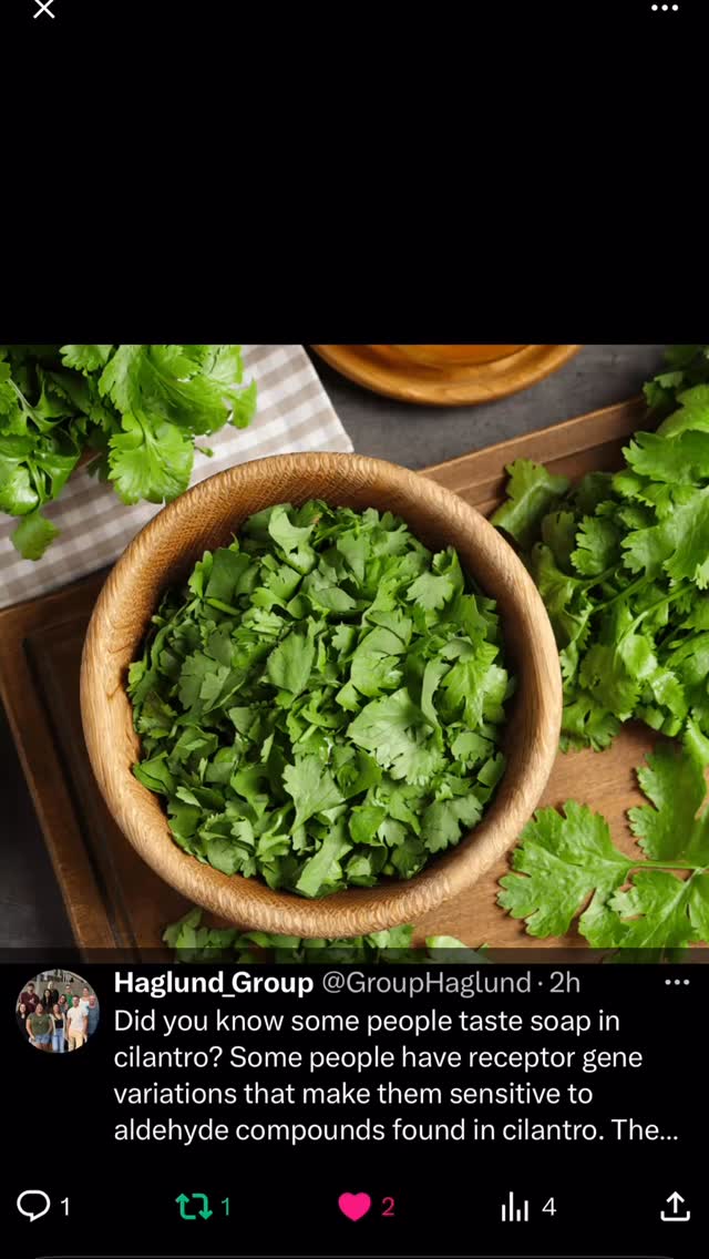 Did you know some people taste soap in cilantro? Some people have receptor gene variations that make them sensitive to aldehyde compounds found in cilantro. These same aldehydes are present in soaps, tricking the brain into perceiving it as soapy rather than fresh and citrusy!
Reference: https://flavourjournal.biomedcentral.com/articles/10.1186/2044-7248-1-22
#cilantro #chemistry #funfacts #funfactfriday #funfact #scientificfacts #hawaii #universityofhawaiiatmanoa #uhm #universityofhawaiia #uh #science #researchgroup #haglundgroup #drhaglund