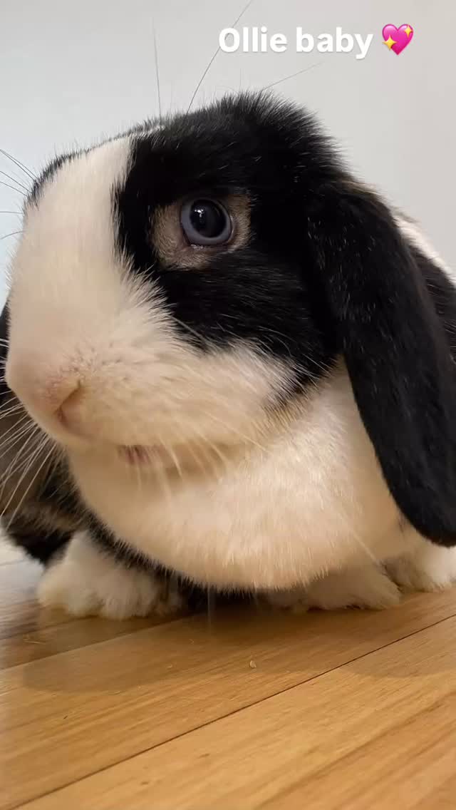 Ollie #bunnylife #bunny