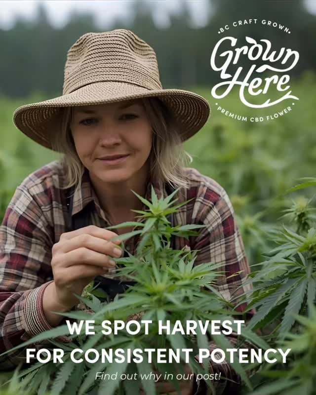 🌿 Why We Spot Harvest – And What It Means for You
Most growers harvest their plants all at once. We don’t. At Grown Here Farms, we take the extra time to spot harvest—a process that means we go back to the same plant up to four times during harvest.
Why? Because every branch matures at a different pace. By harvesting only the most mature buds at the perfect time, and leaving the rest of the plant to finish properly, we ensure consistent potency across the entire crop.
It’s a major commitment:
• 4x the labor and cost compared to standard harvests.
• Slower and more meticulous, but worth it.
And here’s what that means for you:
✨ Trust in every jar – what the lab test says is what you get.
✨ Even effects – no weak batches, no surprises.
✨ Our Potency Promise – consistent CBD potency you can count on, every time.
We choose the harder way because it’s the right way. That’s the craft behind every flower we grow—premium CBD made with care, integrity, and respect for the plant.
👉 Experience the difference: Pure Plant Medicine, Without the High.