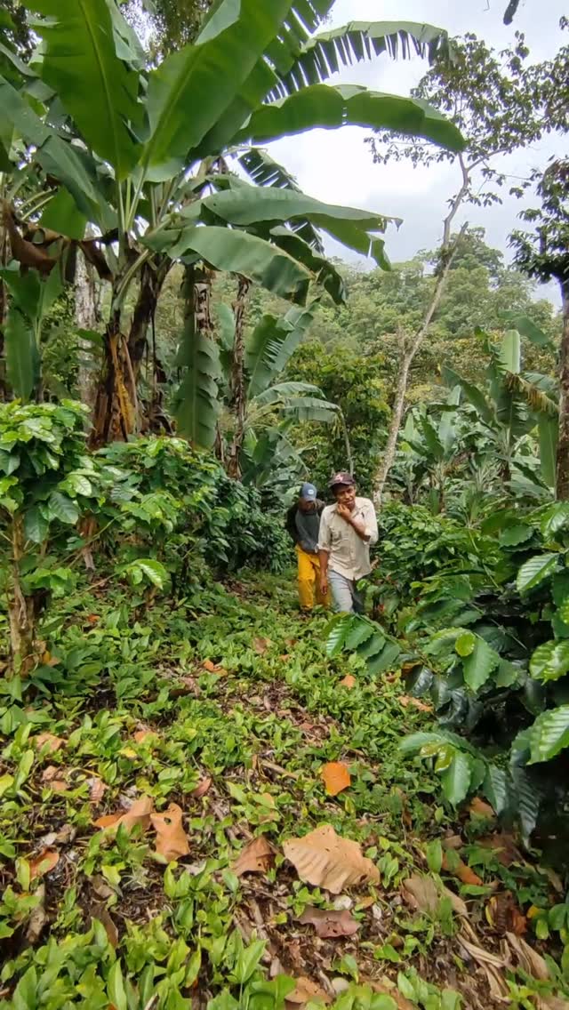 We do a range of micro, nano and even volume lots. Microeconomics is one of our community lots that yields more than 600 bags each harvest. It’s a joint effort of Gold Mountain member farmers. Smooth, malic and juicy! 🍎🍒
☕ You can taste this coffee @dccoffeefestival this weekend (9/27-28). @openseascoffee will be serving this delicious cup.
🔗 Going to @roastsummit in Portland next week? Sign up to cup with us. Link in bio.
#greencoffee #specialtycoffee #nicaragua #naturalprocess #honeyprocess #thirdwavecoffee #coffeesourcing #maracaturra #directtrade #directtradecoffee #coffeeprocessing #sustainablecoffee #biodynamiccoffee #coffeeprocessing #coffeeroasting #coffeefarm #sampleroasting #goldmtncoffee #besocialbegold #coffeefermentation #carbonicmacerationcoffee #nicaraguancoffee #fightingpoverty #washedprocess #yellowcaturra #maragogype #fruitfermentcoffee #scahouston #fruitfermentationcoffees #dccoffeefest #roastsummit