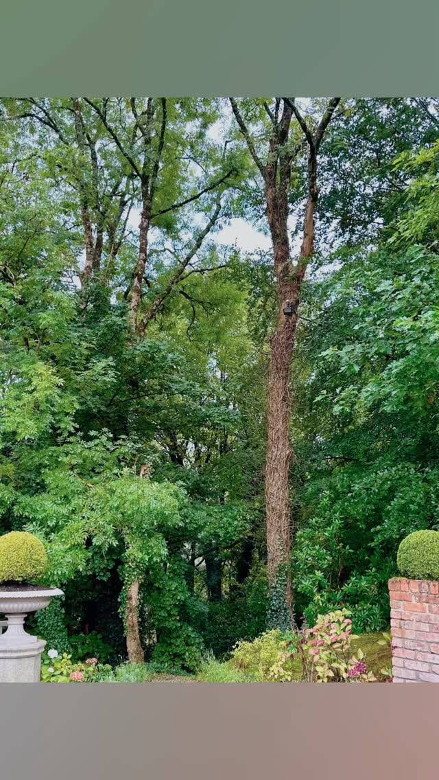 The absolutely gorgeous @clonwilliam House was the venue for Neil & Lidhan last Friday. What a stunning couple and wedding, officiated by the great @celebratewithfeargh 🫶❤️ The flowers were incredible and done by the staff in Clonwilliam House 👏🏻🤩
#clonwilliamhouse #clonwilliamhousewedding #weddingsinger #weddingceremonymusic #ceremonysongs #wicklowwedding #irishweddingsinger #liveweddingmusic #weddingmusic