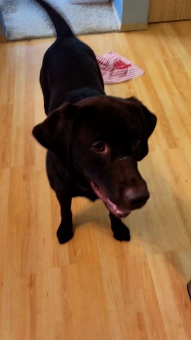 Murphy LOVES candle making days 😆🐾
He’ll scratch and cry at the bin until I take the temperature gun out. Not even fresh bones from @bluemaxmeats could distract him this afternoon 😂