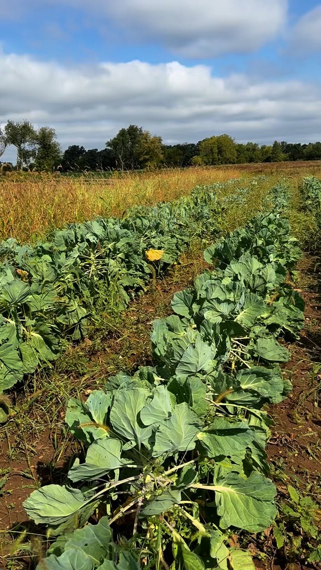 Fall is here 🍂🍁the leaves are changing and the fields are looking a lot like fall. The brussels sprouts here are looking happy